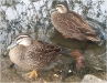 Ducks4.jpg